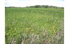 Property photo 30 - 110+/- Acres offered in 4 Tillable Tracts